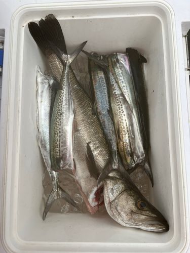 サゴシの釣果