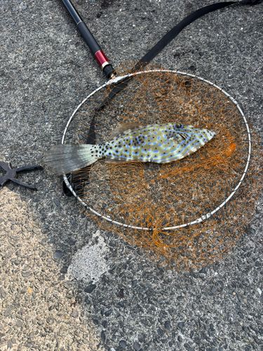 ソウシハギの釣果