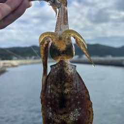 アオリイカ