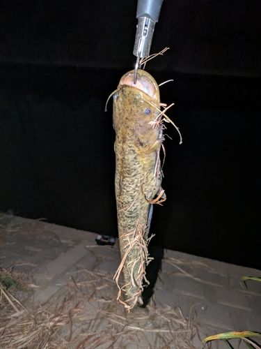 ナマズの釣果