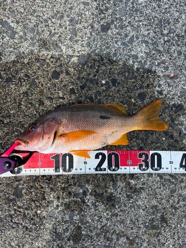 イッテンフエダイの釣果