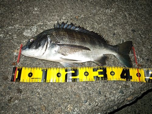 クロダイの釣果