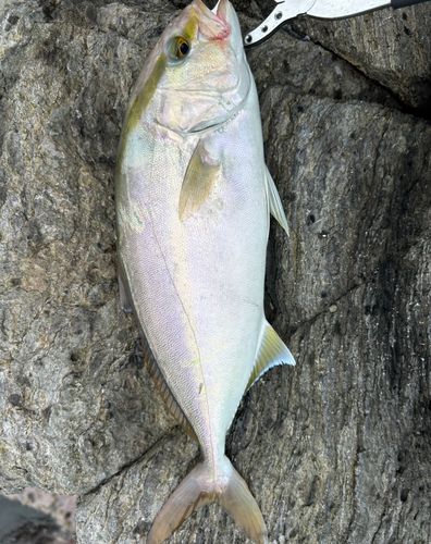 シオの釣果