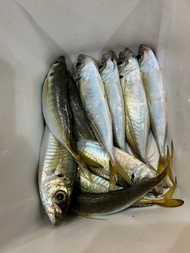 マアジの釣果