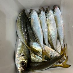マアジ