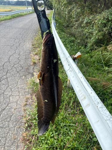 雄物川