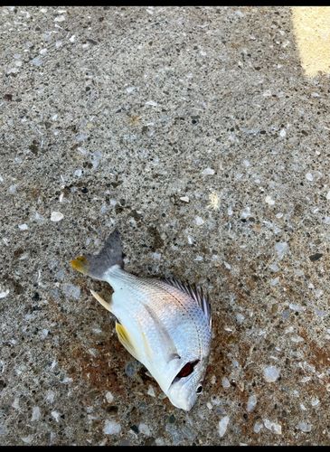 キビレの釣果