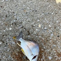 キビレ