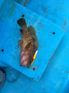 キジハタの釣果