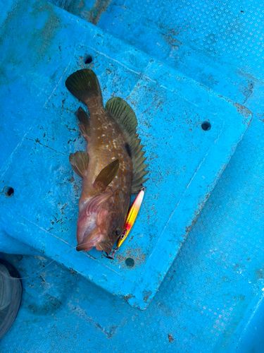 キジハタの釣果