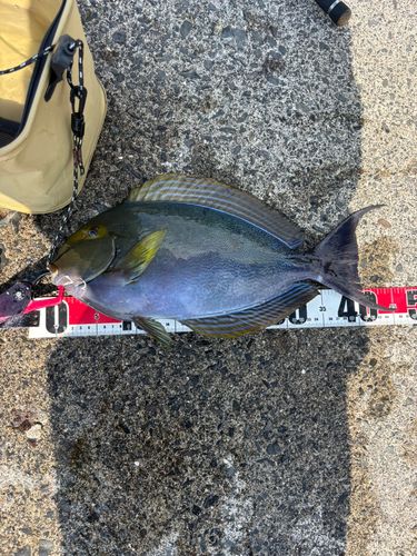 トカジャーの釣果