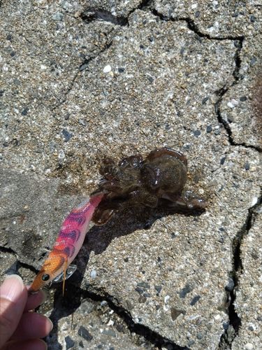 イイダコの釣果