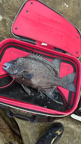 イシガキダイの釣果