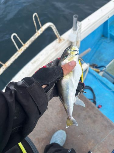 シロサバフグの釣果