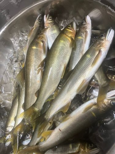 徳山湾