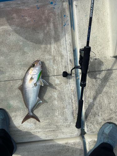 カンパチの釣果