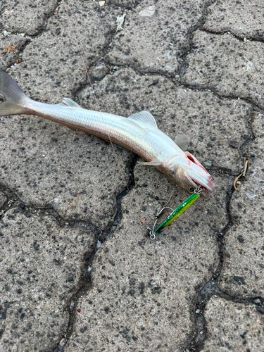 エソの釣果