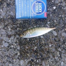 アジ