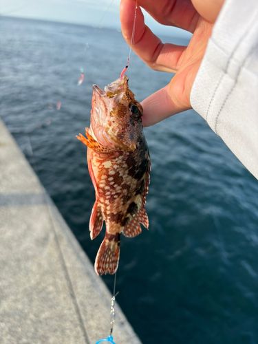 カサゴの釣果