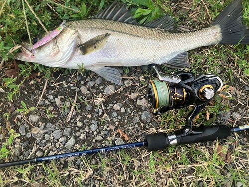 シーバスの釣果