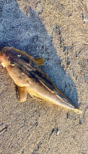 マゴチの釣果