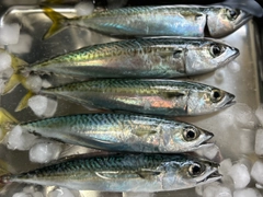 サバの釣果