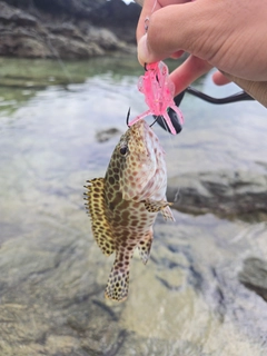カンモンハタの釣果