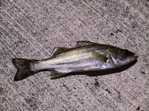セイゴ（マルスズキ）の釣果