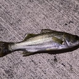 セイゴ（マルスズキ）