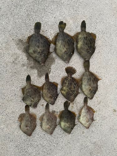 カワハギの釣果