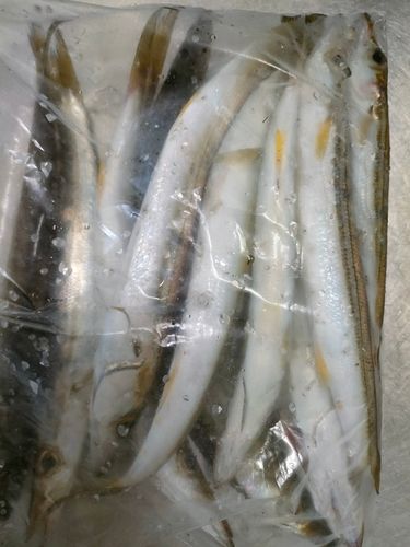 アカカマスの釣果