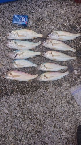 若洲海浜公園海釣り施設