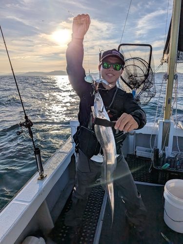 タチウオの釣果