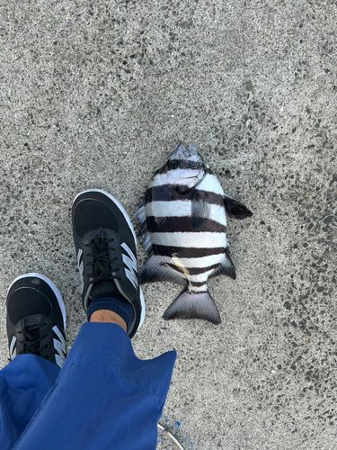 イシダイの釣果