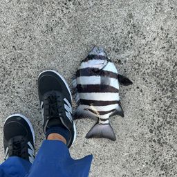 イシダイ