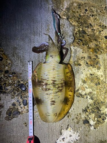 アオリイカの釣果