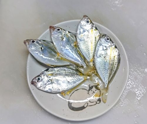 ヒイラギの釣果