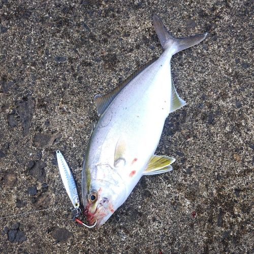 釣果
