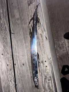 タチウオの釣果