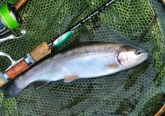ニジマスの釣果