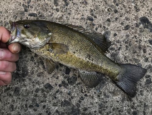 スモールマウスバスの釣果