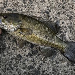 スモールマウスバス