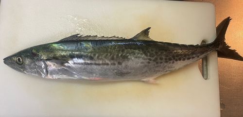 サゴシの釣果