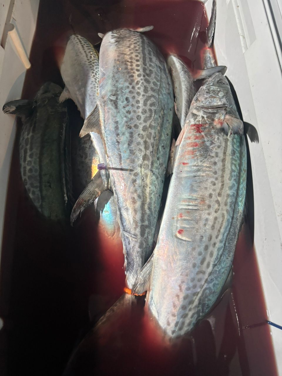 Eikun4さんの釣果 3枚目の画像