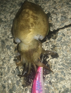 コウイカの釣果