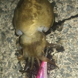コウイカ