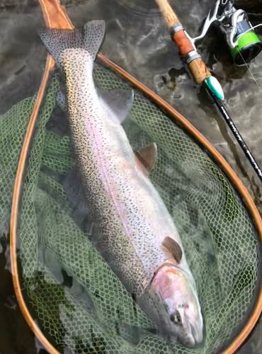 ニジマスの釣果