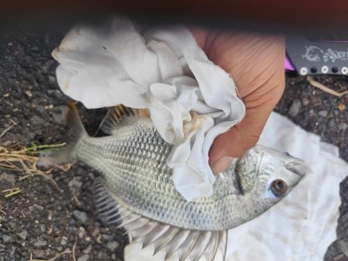 キビレの釣果