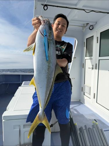 ヒラマサの釣果