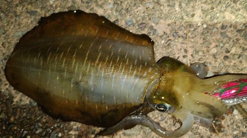 アオリイカの釣果